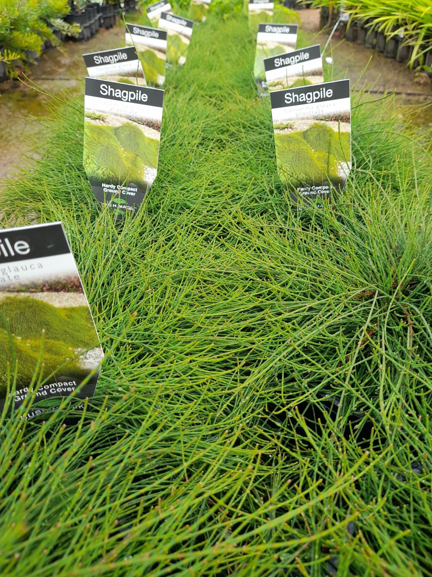 Casuarina glauca prostrate 'Shagpile' 20cm