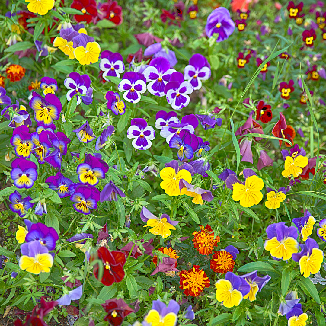 Colour pots