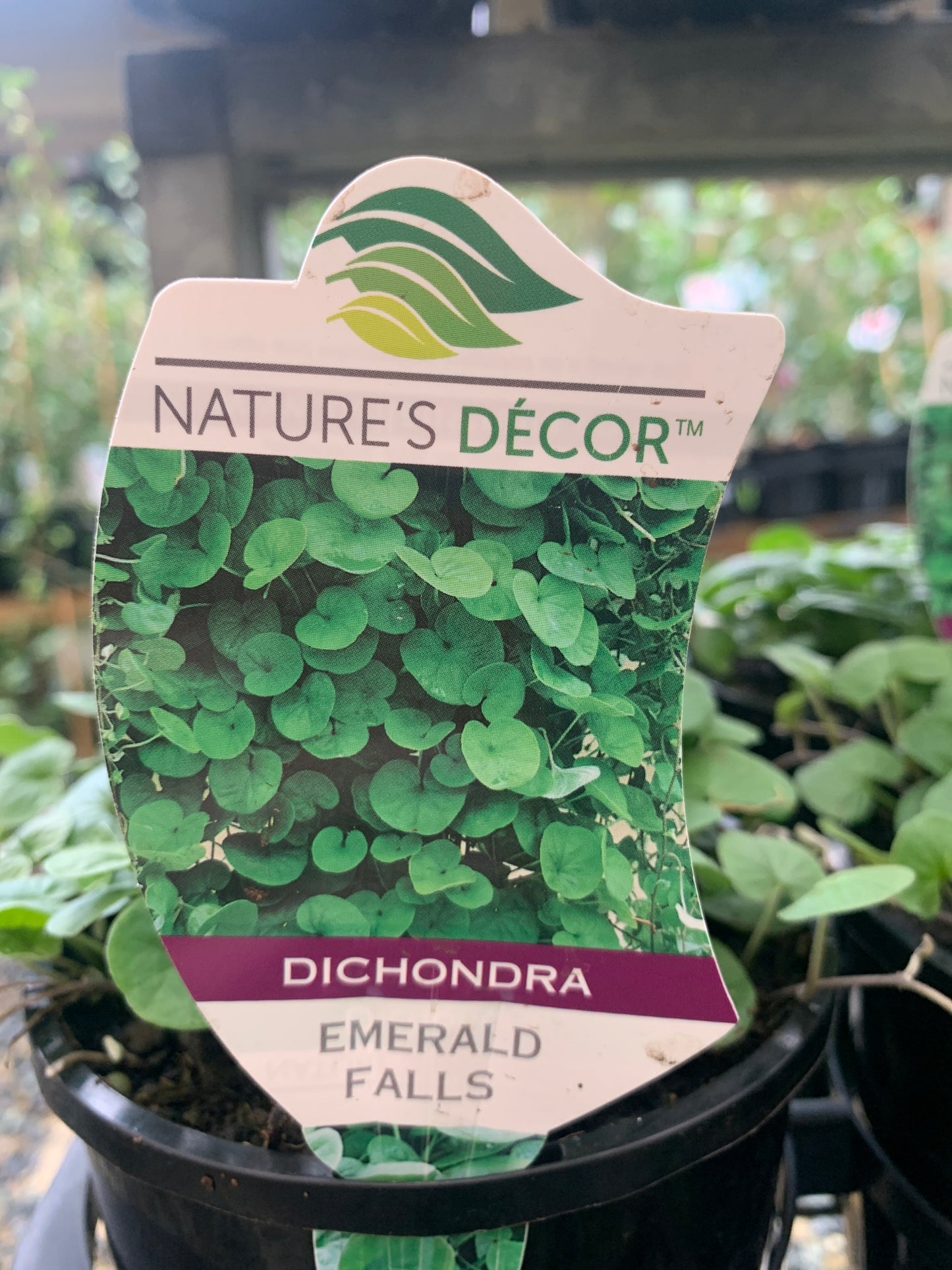 Dichondra 'Emerald Falls' 14cm