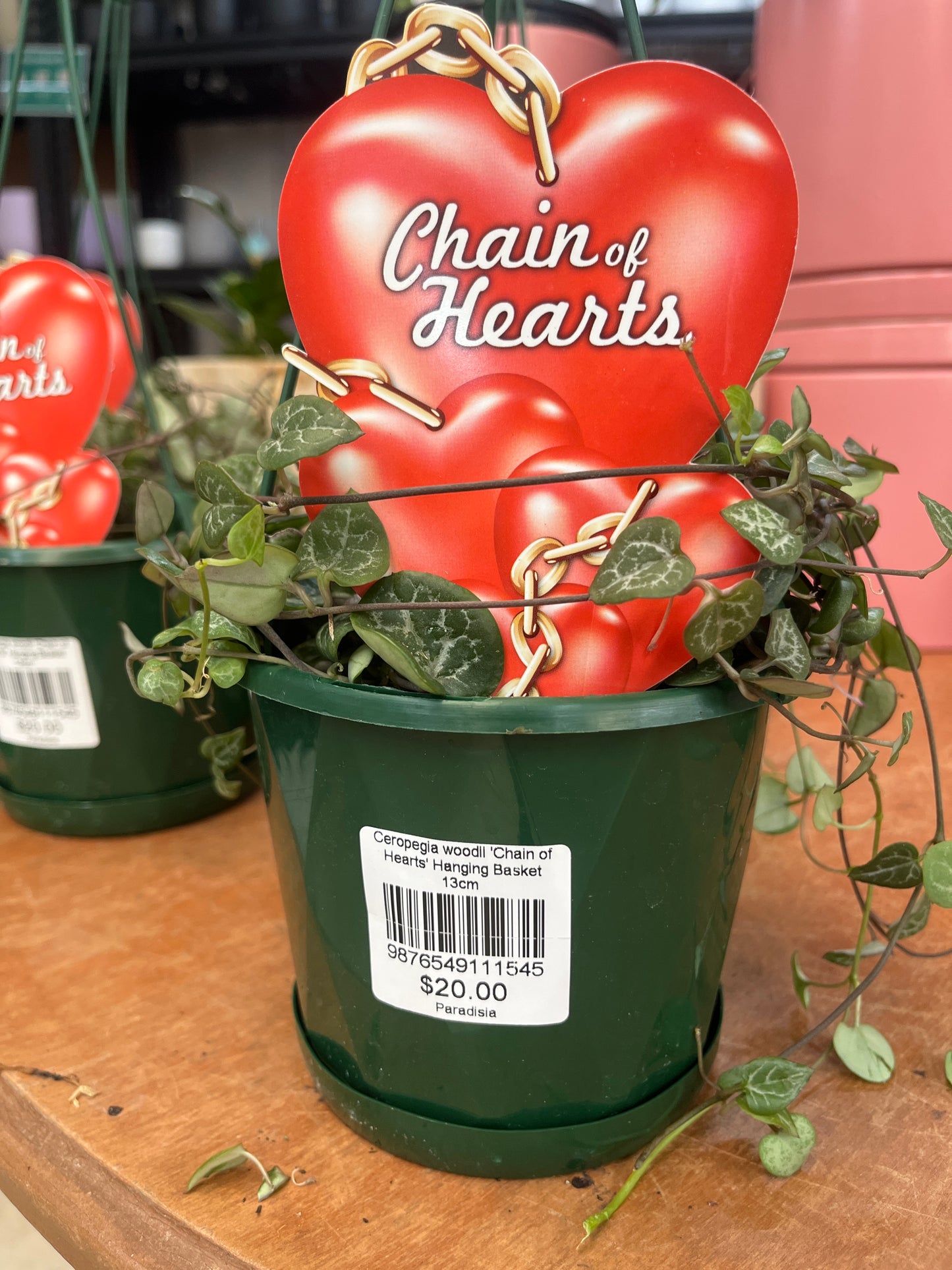 Ceropegia woodii 'Chain of Hearts' Hanging Basket 13cm