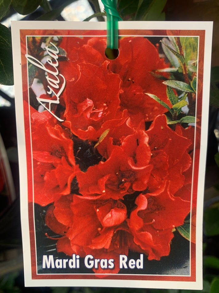 mardi gras azalea