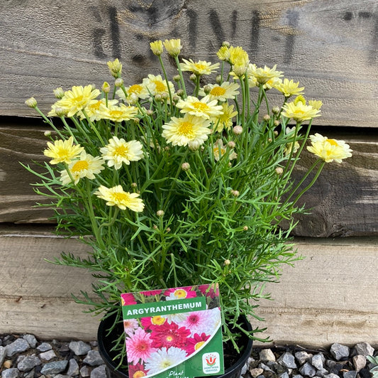 Argyranthemum 'Marguerite Daisy' Mix 14cm