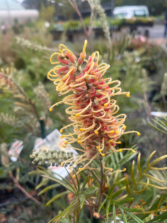 Grevillea 'Kay Williams' 20cm