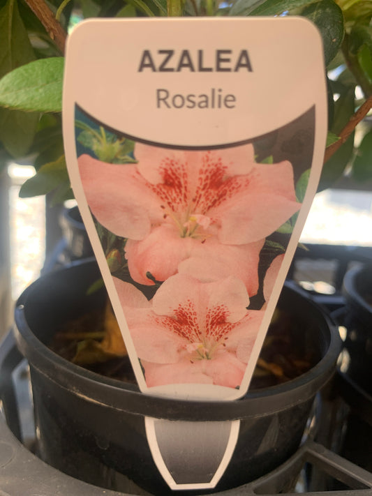 Azalea 'Rosalie' 12cm