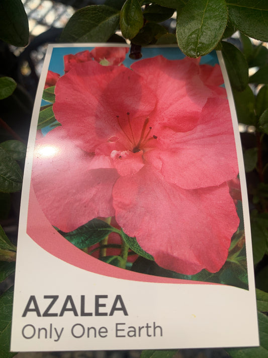 Azalea indica 'Only One Earth' 12cm