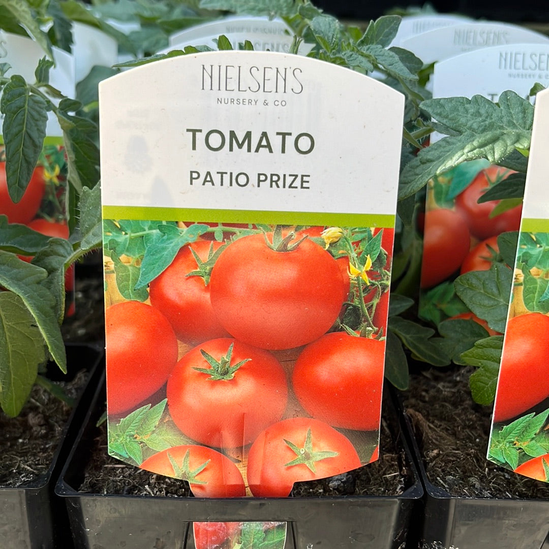 Tomato Patio Prize 100mm