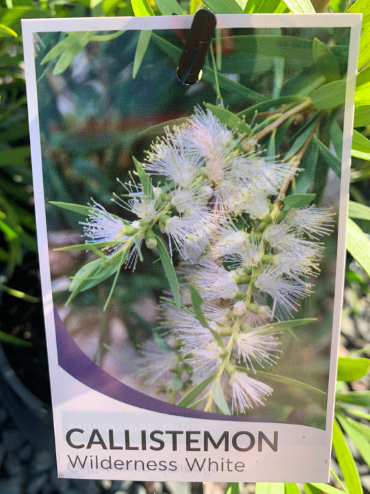Callistamon viminalis ’Wildness White’ 14cm