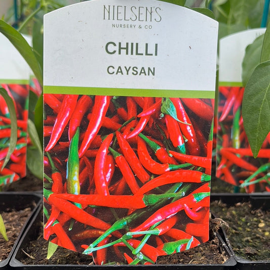 Chilli Caysan 100mm