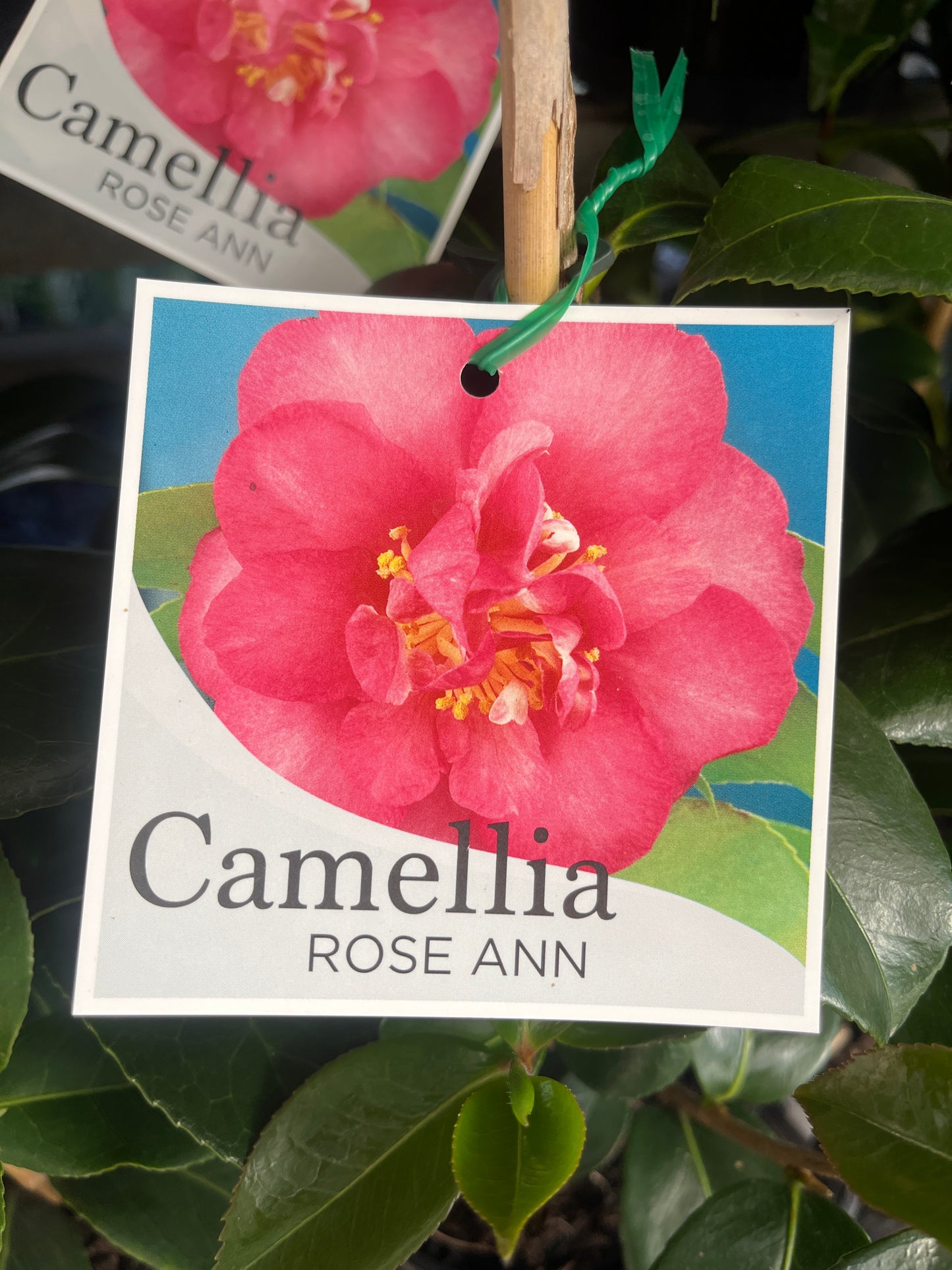 Camellia sasanqua 'Rose Ann' 14cm