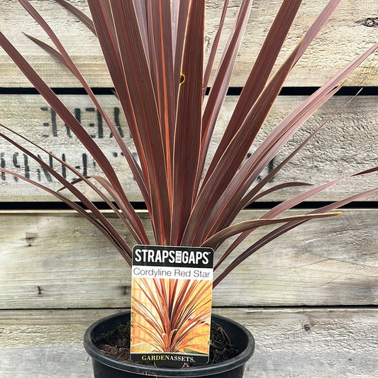 Cordyline 'Red Star' 18cm