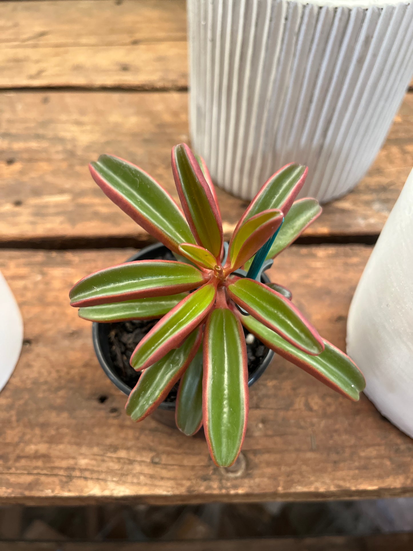 Peperomia 'Ruby Glow' 80mm