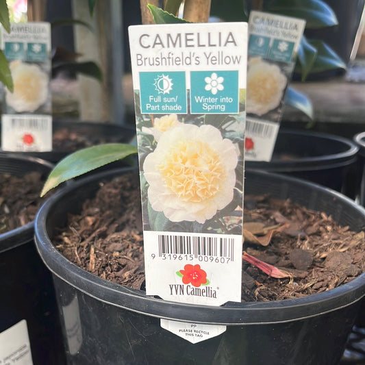 Camellia japonica 'Brushfields Yellow' 18cm