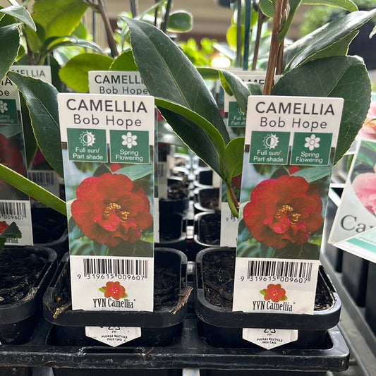 Camellia Bob Hope 7cm