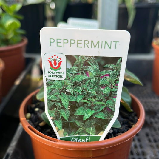 Peppermint 100mm