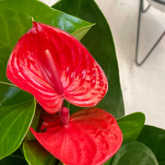 Anthuriums Laceleaf Red 14cm