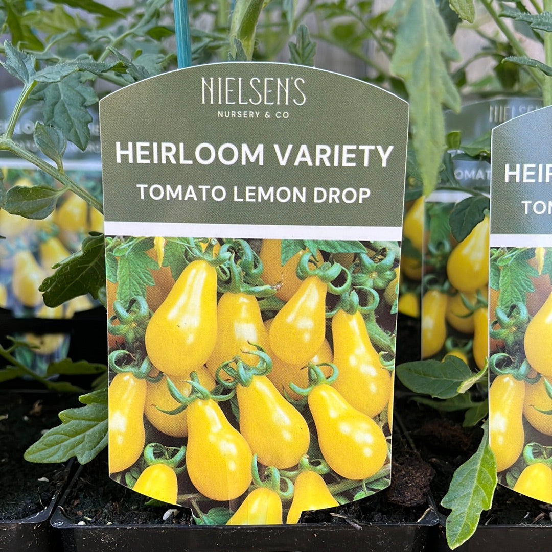 Tomato Lemon Drop Heirloom 100mm