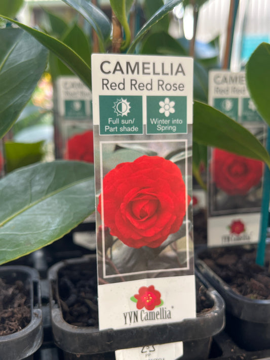 Camellia japonica 'Red Red Rose' 7cm