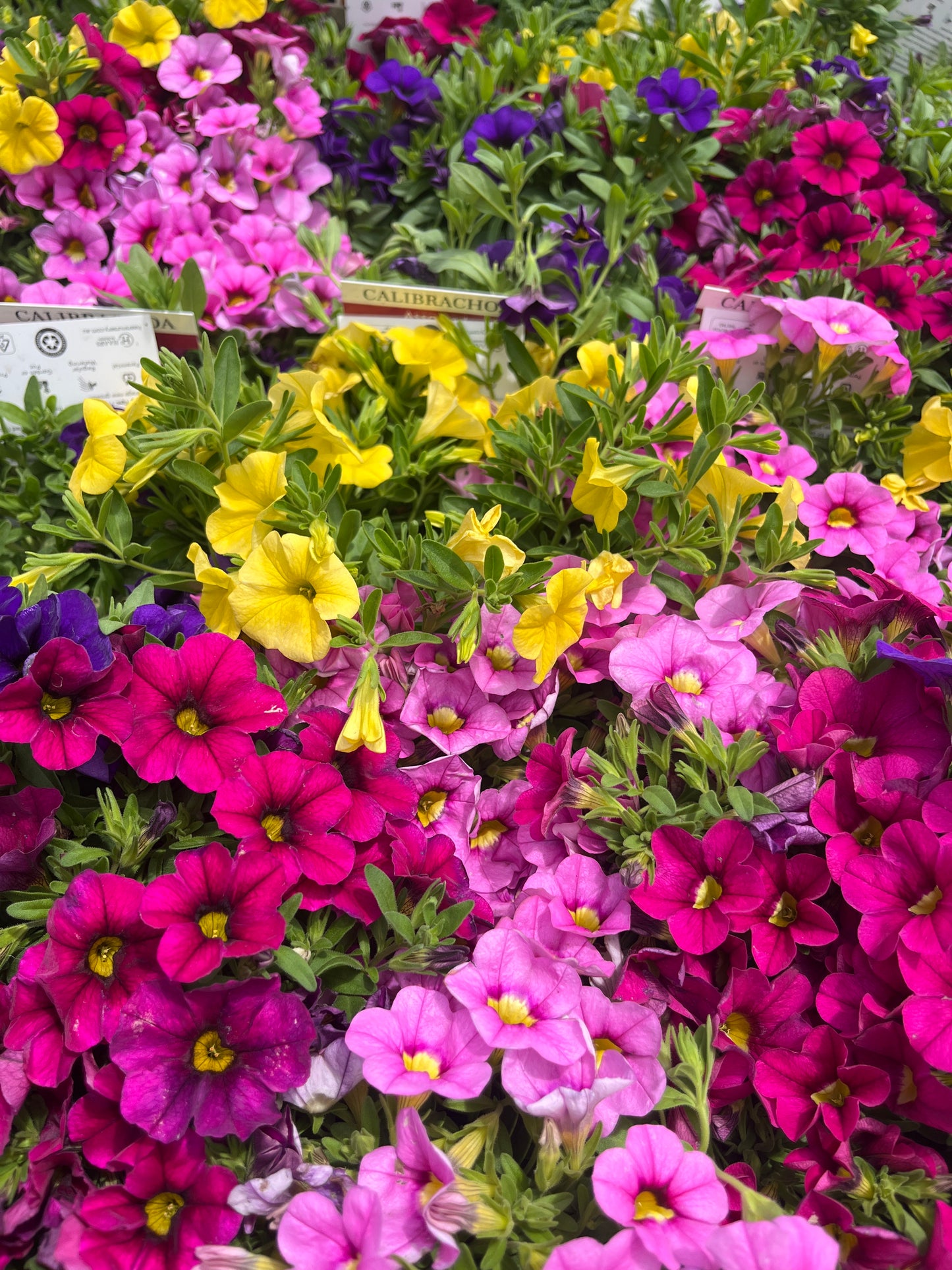 Calibrachoa spp. Assorted 15cm