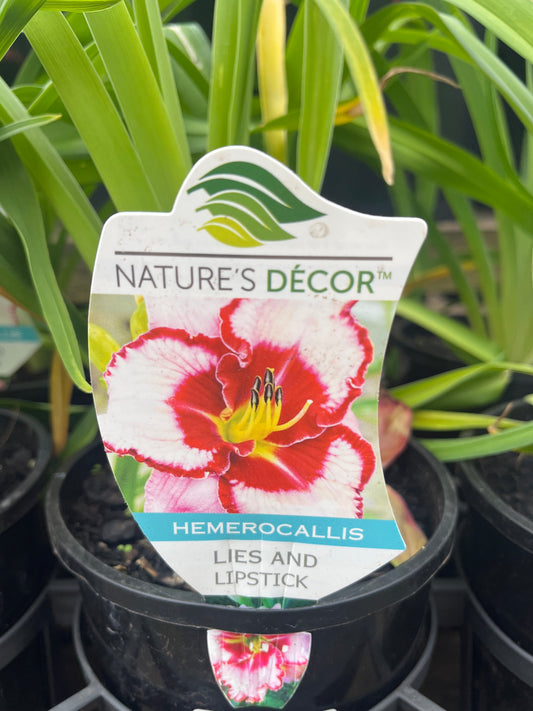 Hemerocallis Daylily 'Lies and Lipstick' 14cm