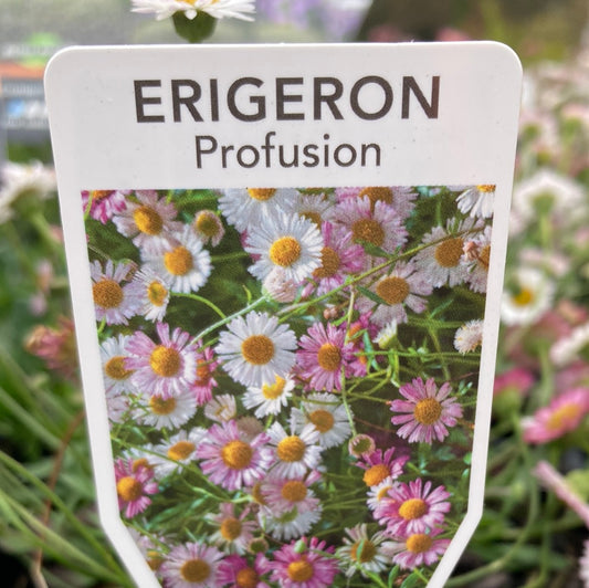 Erigeron karvinskianus Profusion 14cm