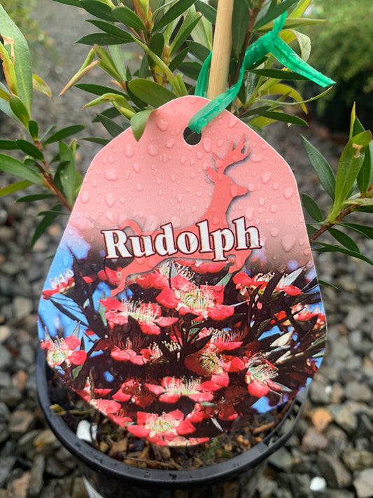 Leptospermum 'Rudolph' 14cm