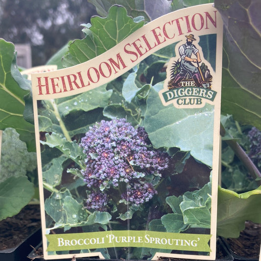 Broccoli Purple Sprouting 100mm