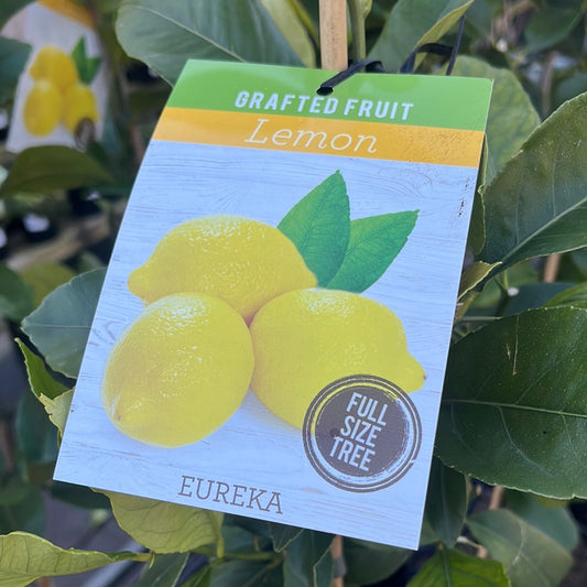 Lemon Eureka Grafted 20cm