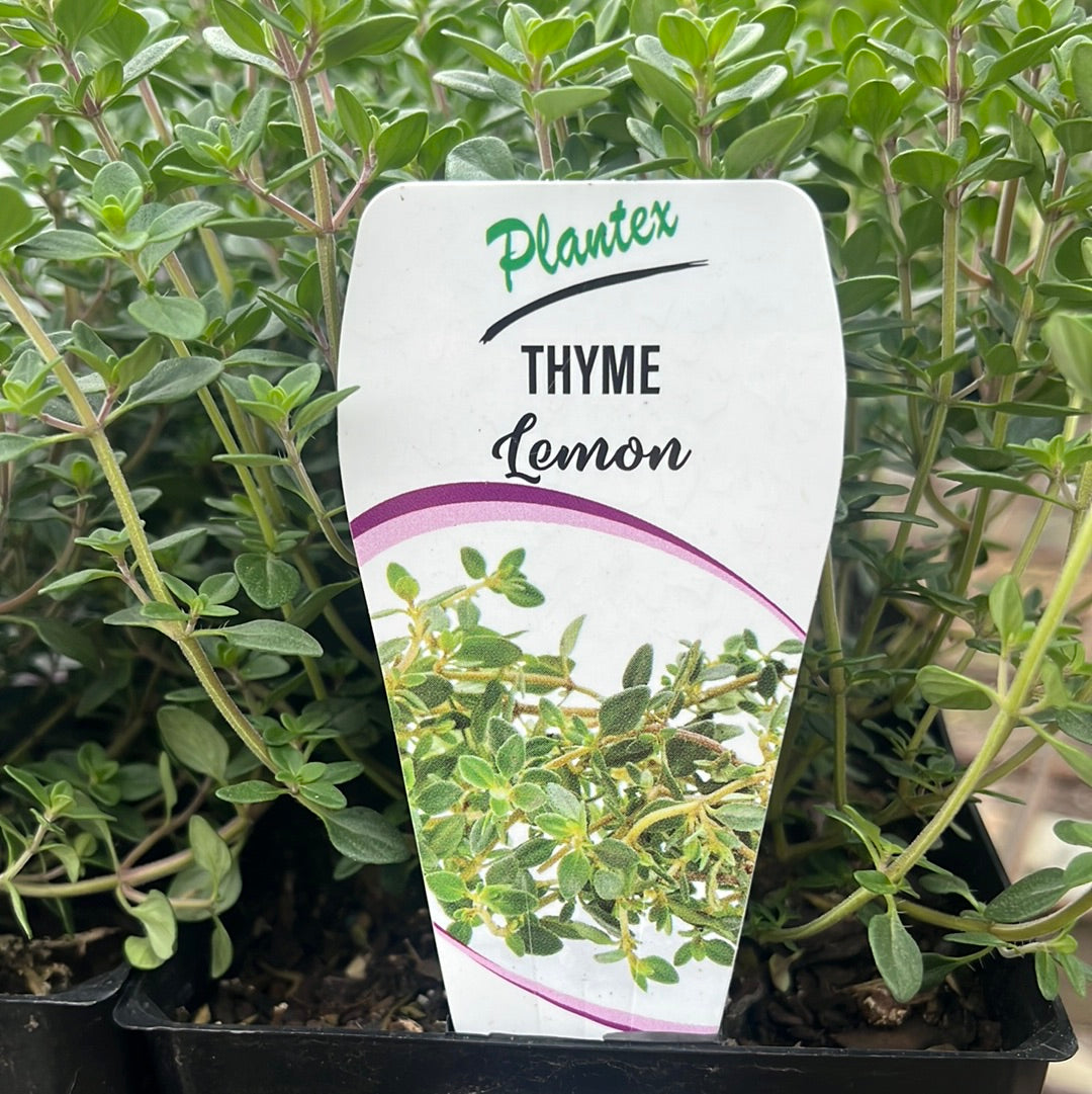 Thyme Lemon 100mm