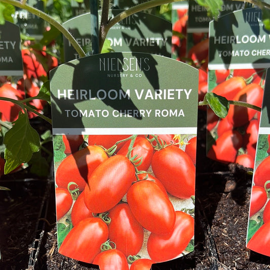 Tomato Cherry Roma Heirloom 100mm
