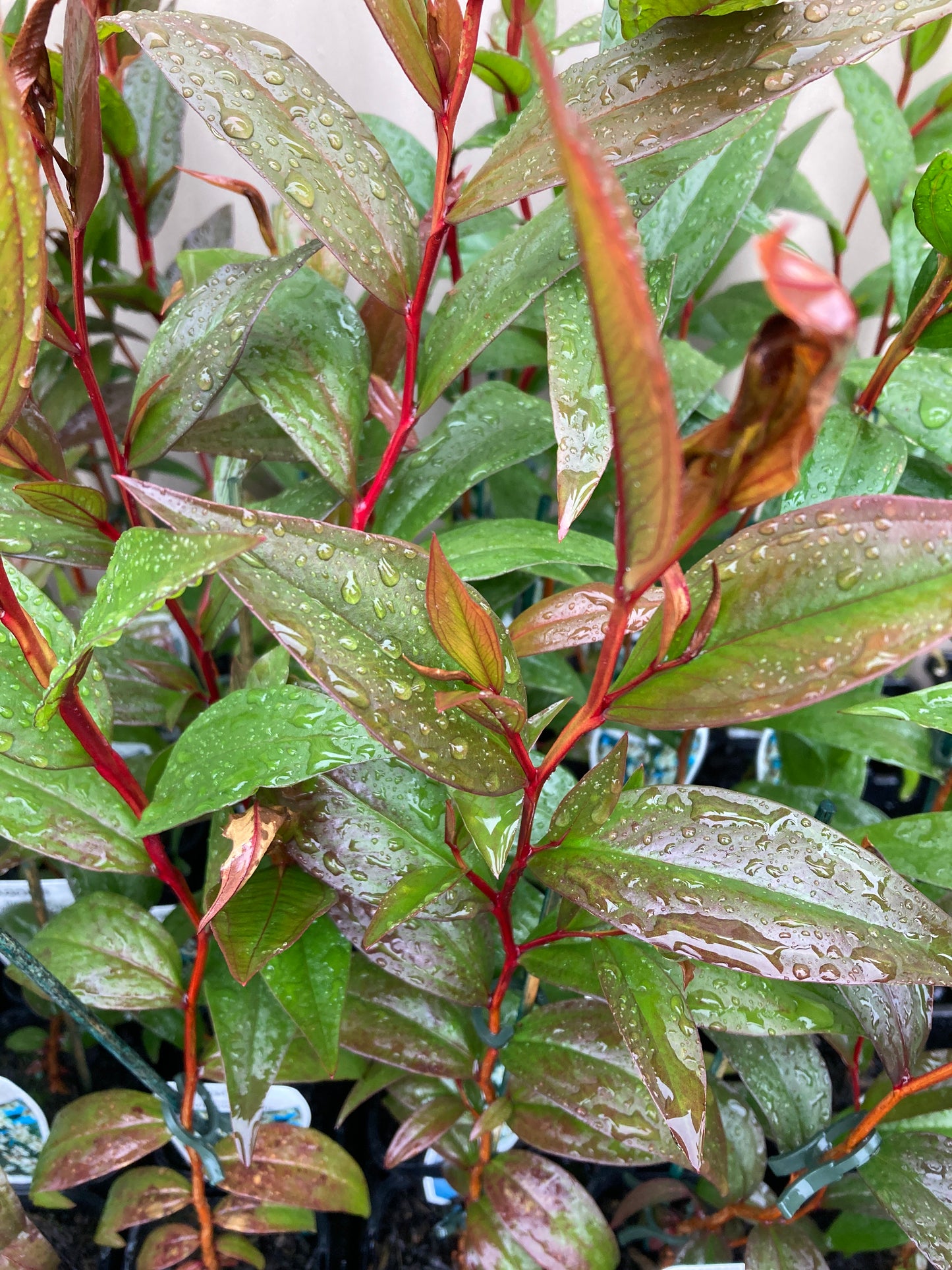 Agonis flexuosa 'Willow Myrtle' 7cm