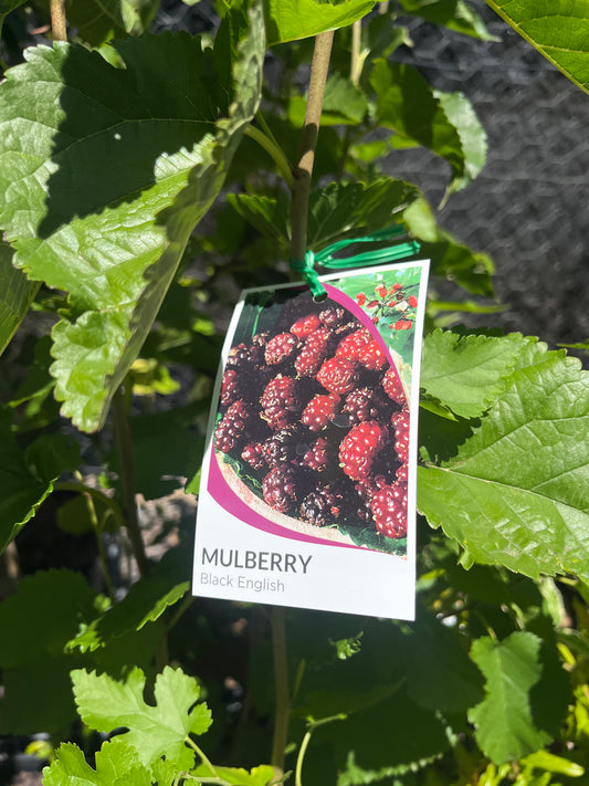 Mulberry 'Black' 20cm