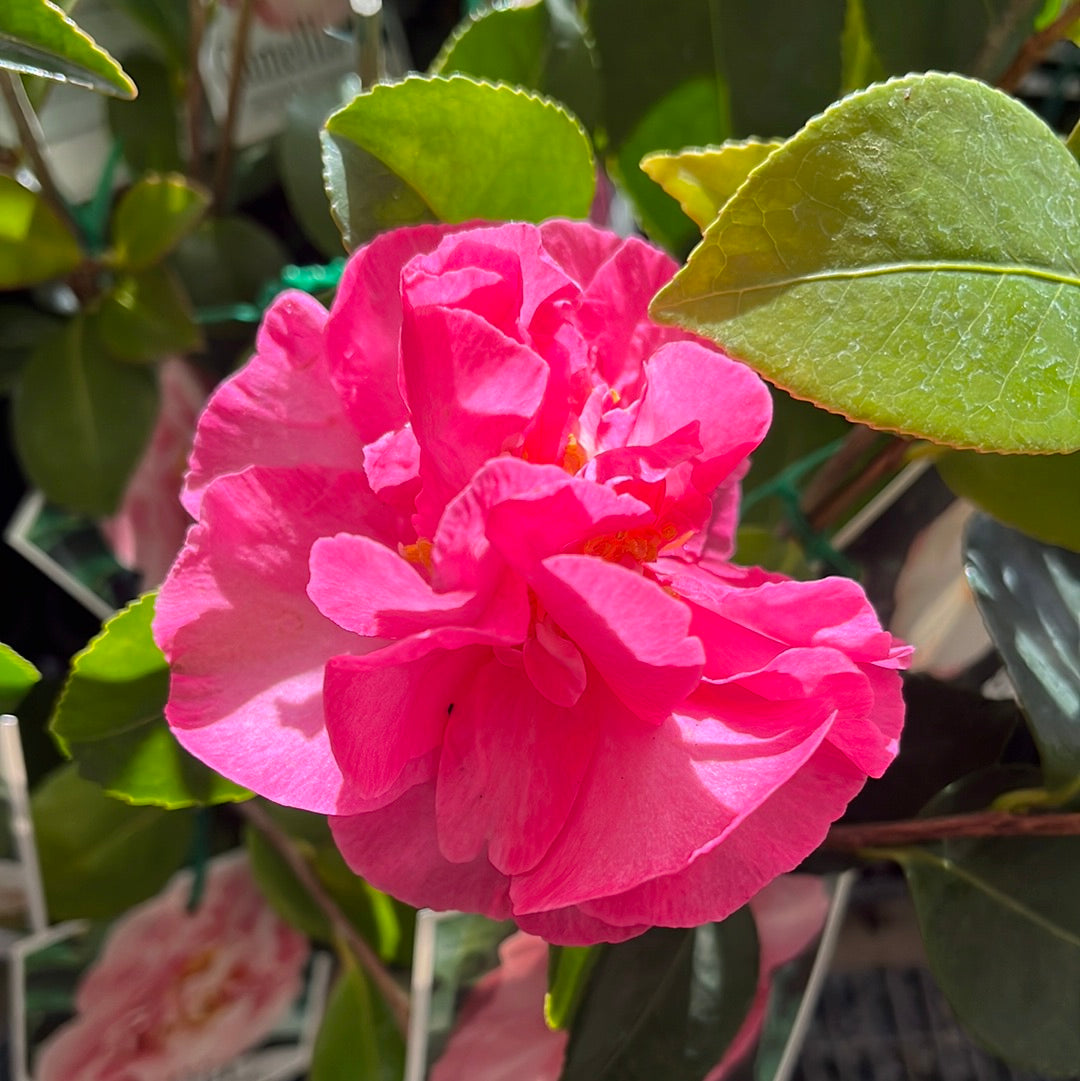 Camellia sasanqua 'Bert Jones' 7cm