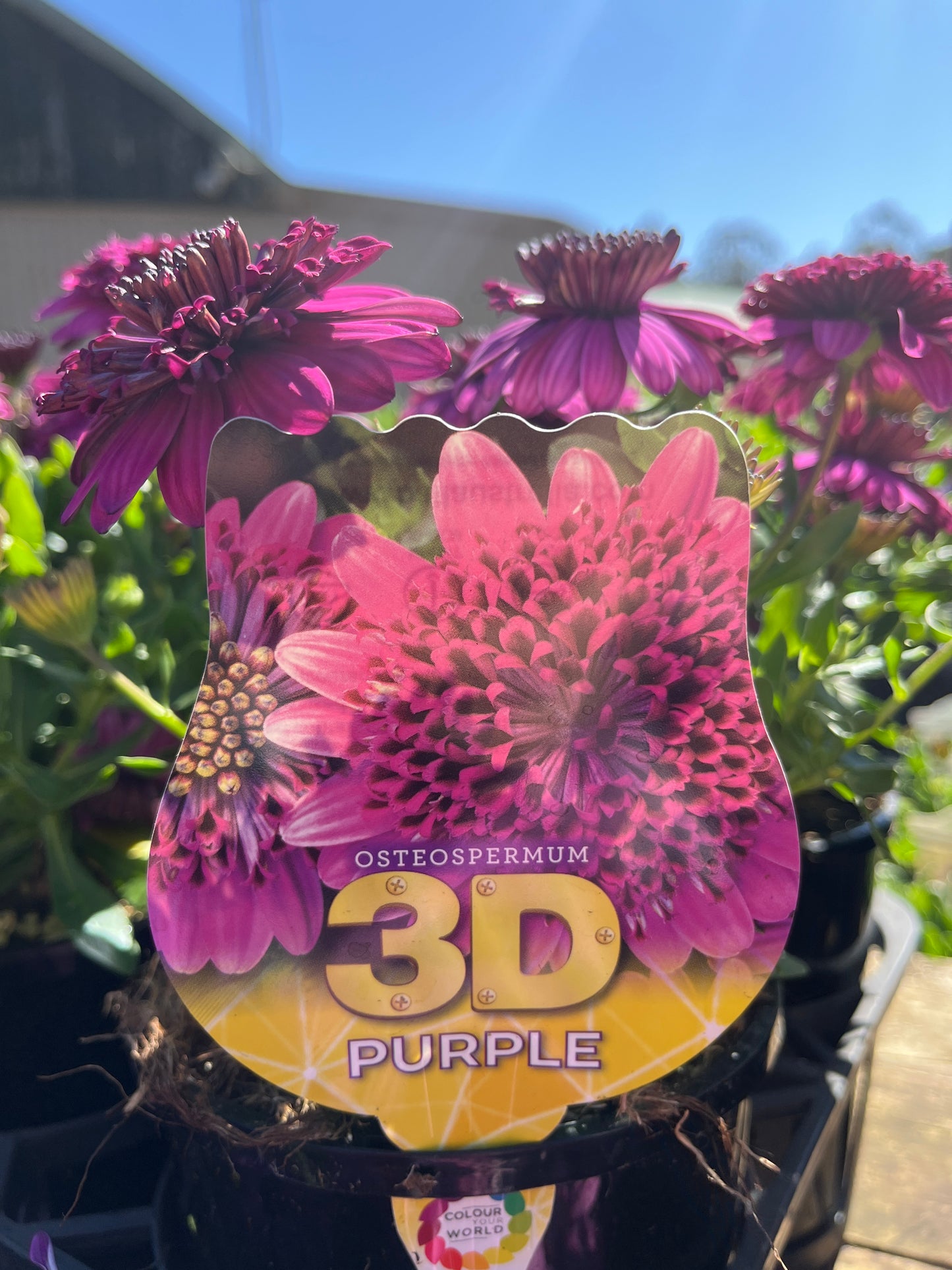 Osteospermum '3D Purple' 14cm