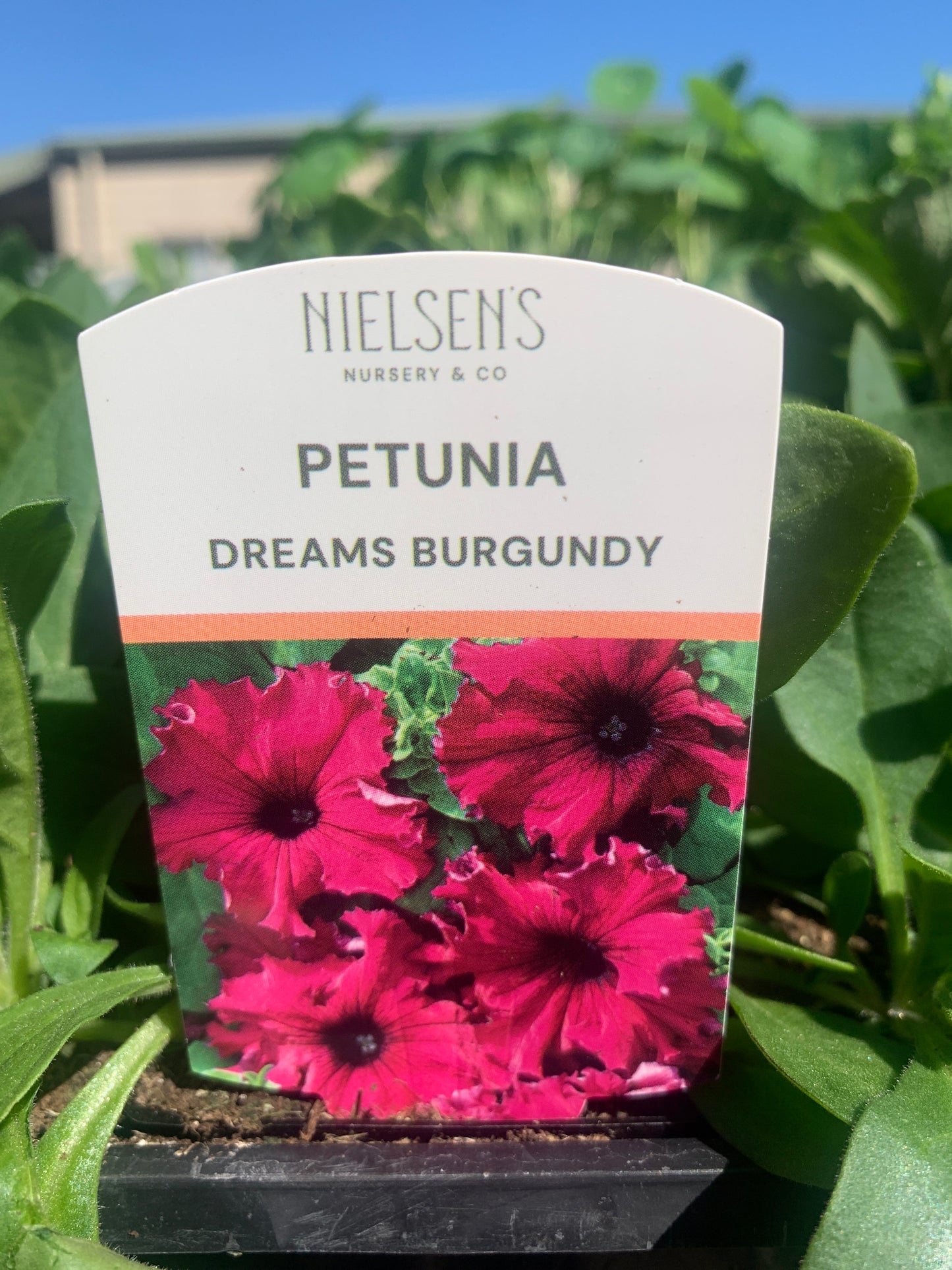 Petunia Dreams Burgandy Punnet