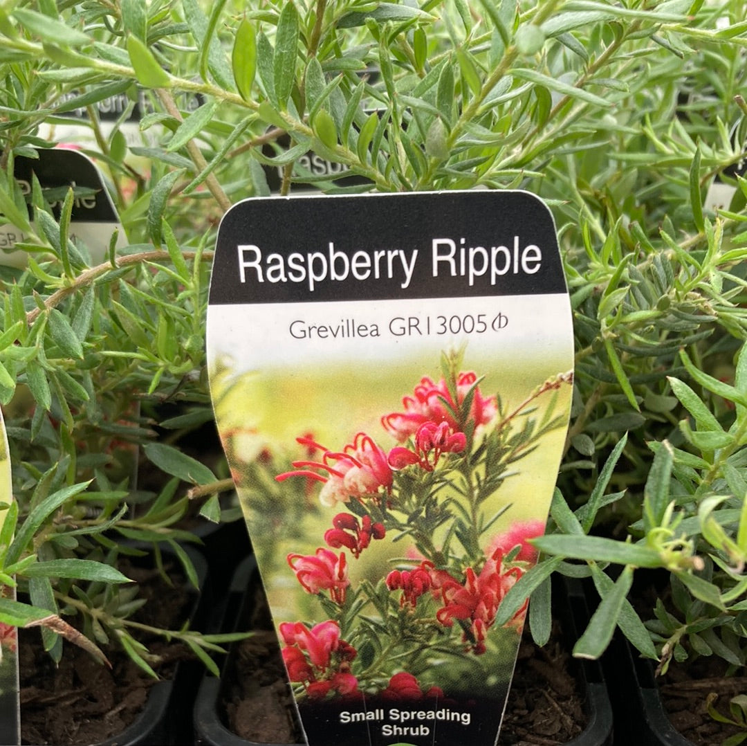 Grevillea “Raspberry Ripple” 7cm