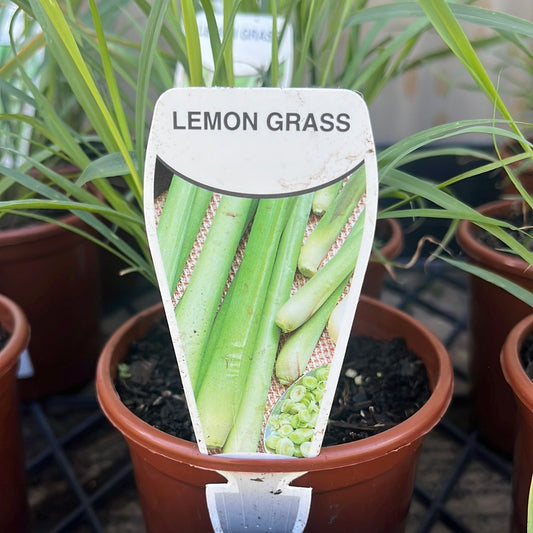 Lemon Grass 100mm