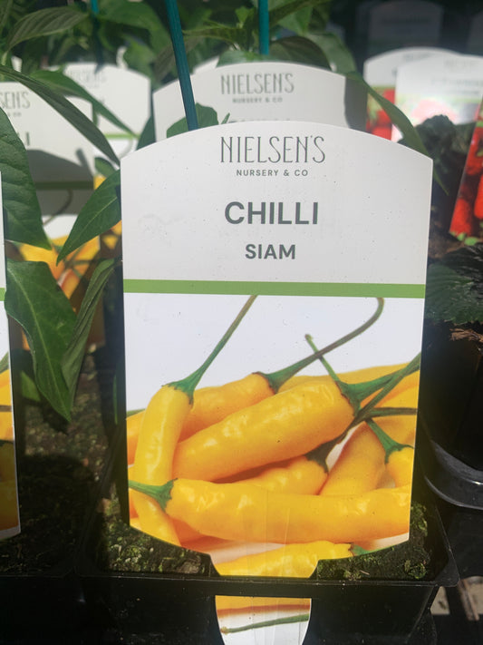 Chilli Siam 100mm