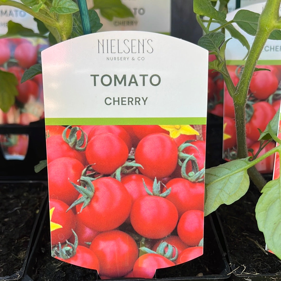 Tomato Cherry 100mm