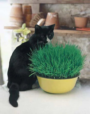 Cat Grass 2g Seeds