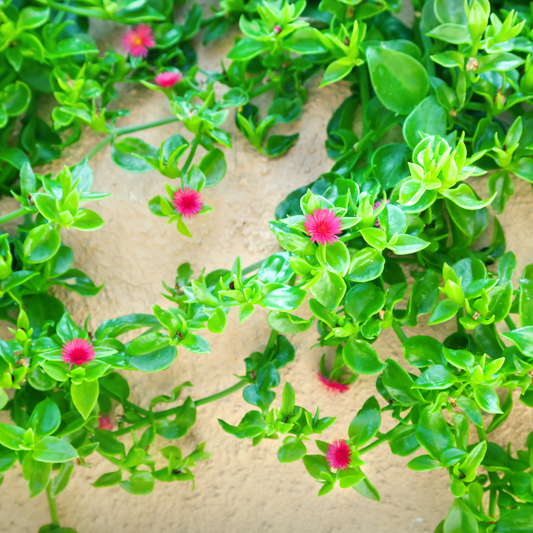 Aptenia cordifolia 'Baby Sun Rose' 14cm