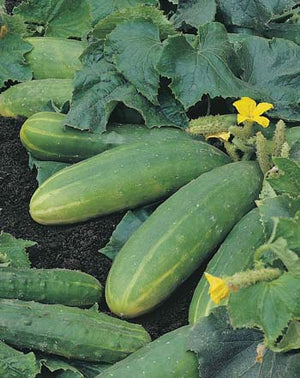 Cucumber Spacemaster 20 Seeds