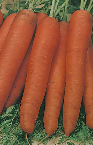 Carrot All Year Round 2000 Seeds