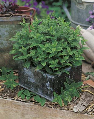 Spearmint 500 Seeds