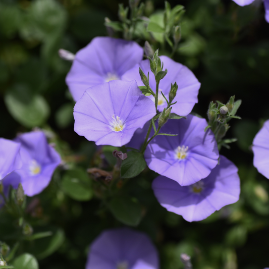 Convolvulus sabatius 14cm