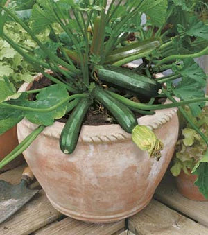 Zucchini Midnight F1 Container Garden 10 Seeds