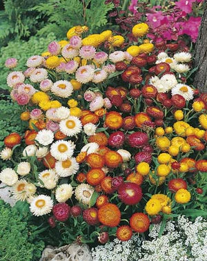 Dwarf Strawflower Seeds 500 Seeds