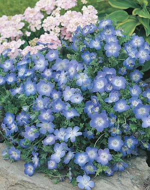 Nemophila Baby Blue Eyes 350 Seeds