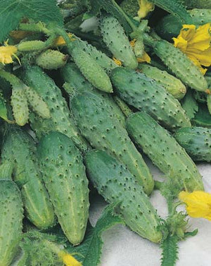 Cucumber Pickling Gherkin 20 Seeds