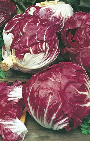 Radicchio Palla Rossa 1000 Seeds