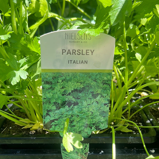 Parsley Italian Punnet